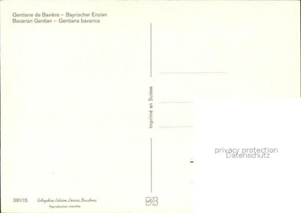 Blumen Bayrischer Enzian Gentiane de Baviere – Bild 2