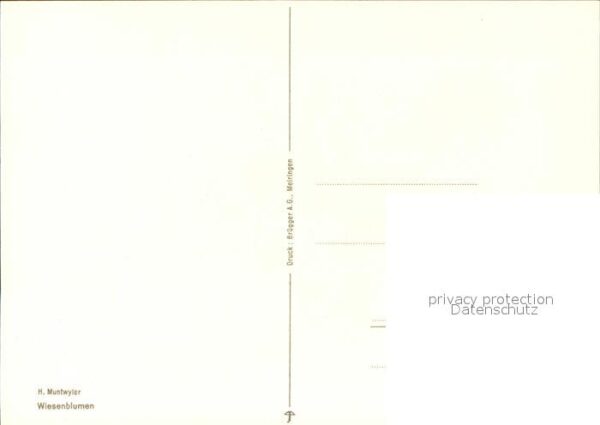 Kuenstlerkarte H. Muntwyler Wiesenblumen – Bild 2