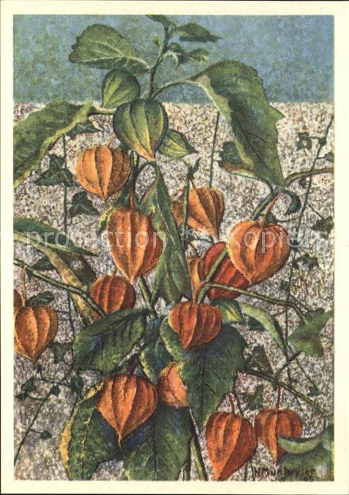 Muntwyler H. Physalis Alkekengi Laternen