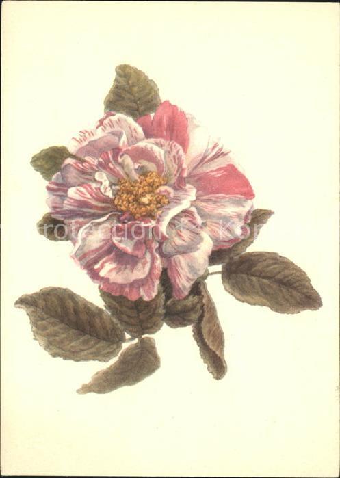 Kuenstlerkarte Emanuel Steiner Rose