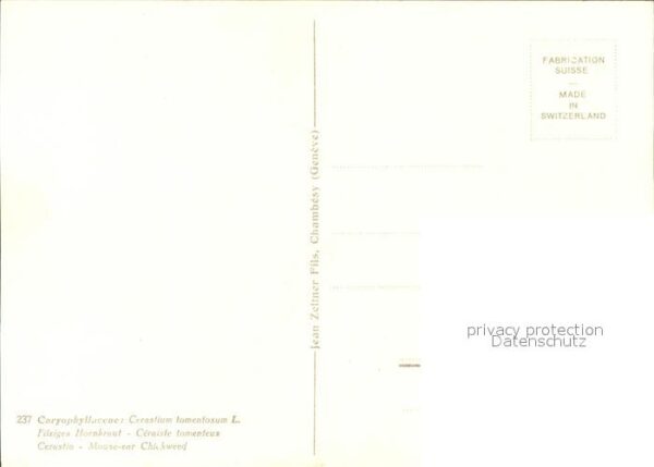 Zeltner C. Filziges Hornkraut Nr. 237 – Bild 2
