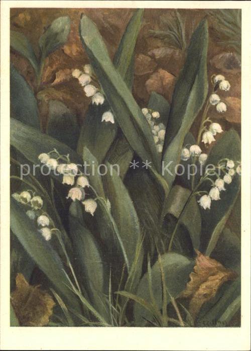Zeltner C. Maiglöckchen Nr. 65 Liliaceae mughetto
