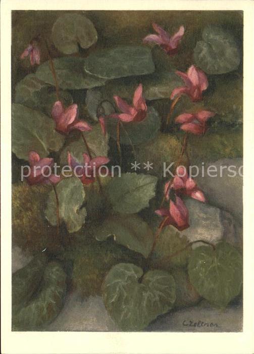 Zeltner C. Europäische Erdscheibe Nr. 22 Cyclamen