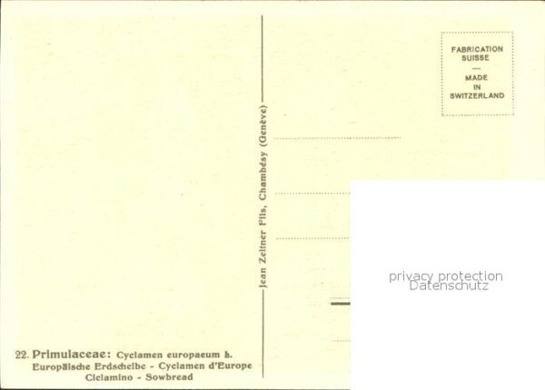 Zeltner C. Europäische Erdscheibe Nr. 22 Cyclamen – Bild 2