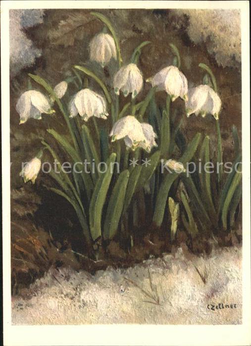 Zeltner C. Frühlings-Knotenblume Nr. 26 Amaryllida