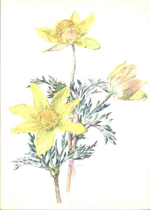 Roshardt Pia  Schwefel-Anemone Spendenkarte