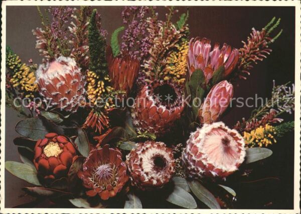 Blumen Bouquet of Protea and Heath