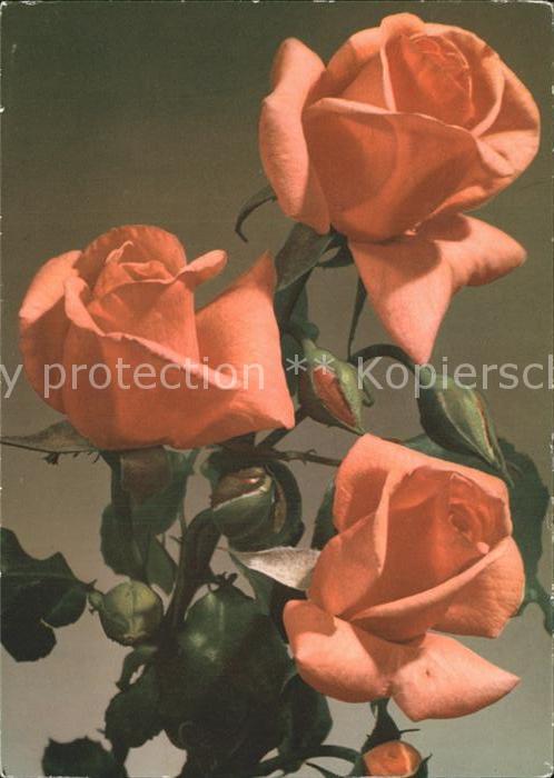 Rosen