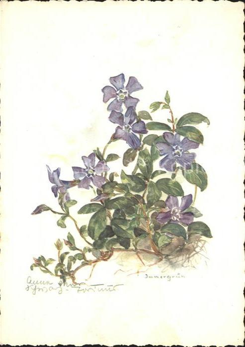 Pflanzen Blume Immergrün Künstlerkarte