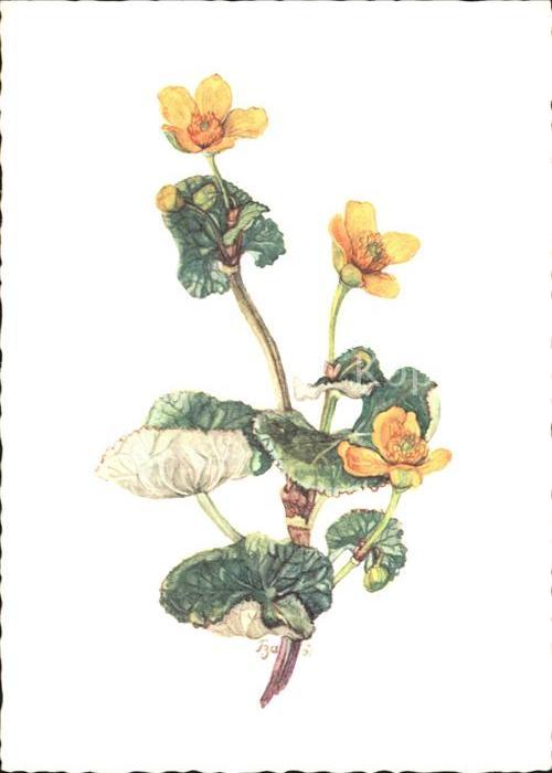Kuenstlerkarte Helene Zbinden-Amande Sumpfdotterblume
