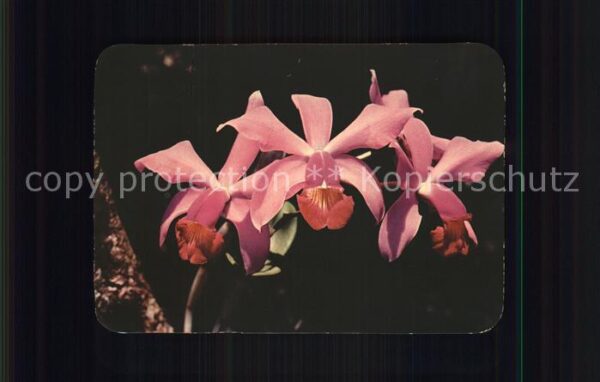 Blumen Ochidee Orquideas Flor Nacional de Vene