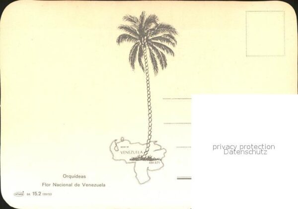 Blumen Ochidee Orquideas Flor Nacional de Vene – Bild 2