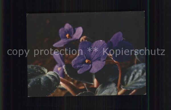 Blumen Usambara Veilchen