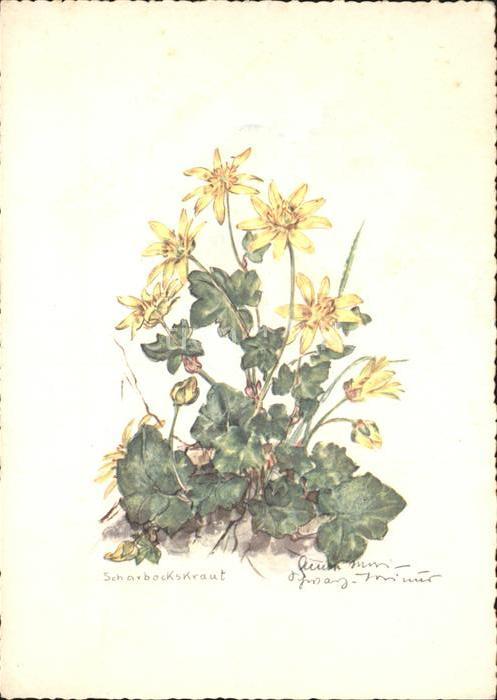 Pflanzen Blume Scharbockskraut Künstlerkarte
