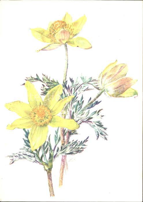 Roshardt Pia  Schwefel-Anemone