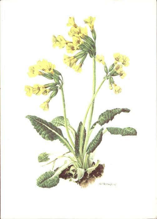 Kuenstlerkarte A.M. Trechslin Schlüsselblume Primevere