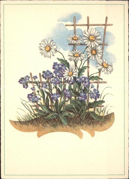 Blumen Margeriten Cellaro-Verlag Nr. 6431