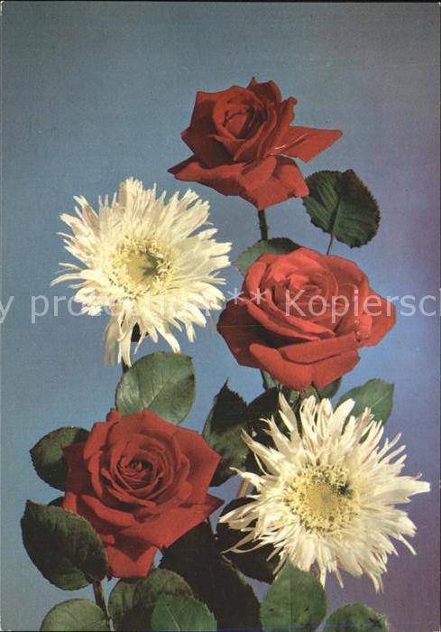 Rosen M.D.-Paris-Verlag Nr. 9890