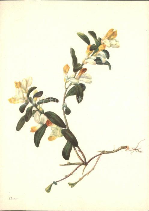 Kuenstlerkarte E. Reinhardt Kreuzblume