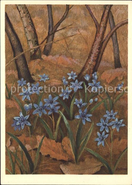 Zeltner C. Blaustern Scille Squill Nr. 23