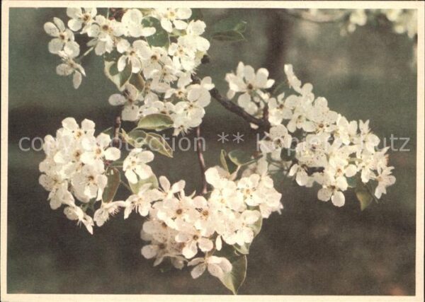 Blumen Kirschblütenzweig H. Schellenberg