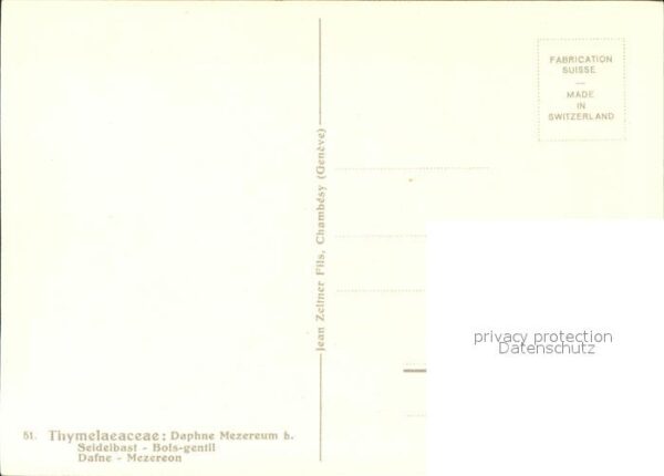 Zeltner C. Seidelbast Nr. 51 Dafne – Bild 2