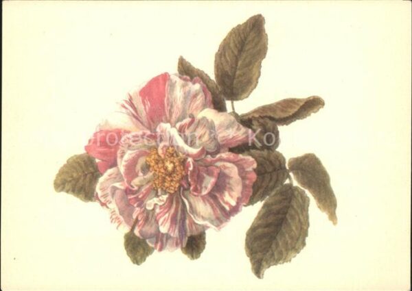 Kuenstlerkarte Emanuel Steiner Rose