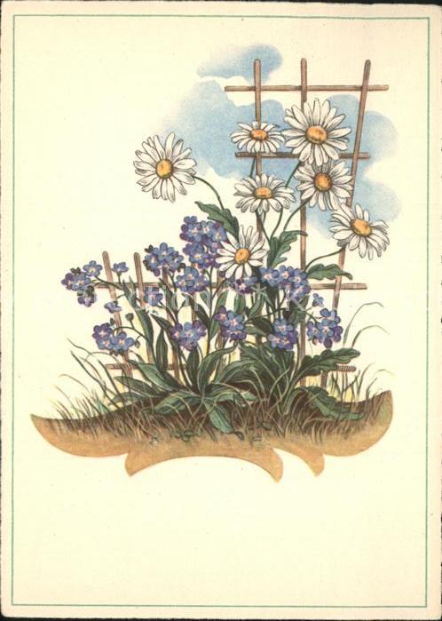 Blumen Margeriten Cellaro-Verlag Nr. 6431