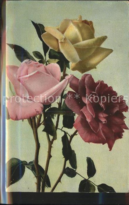 Rosen