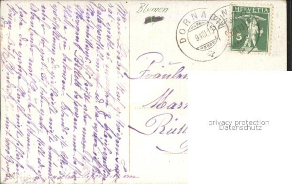 Rosen – Bild 2