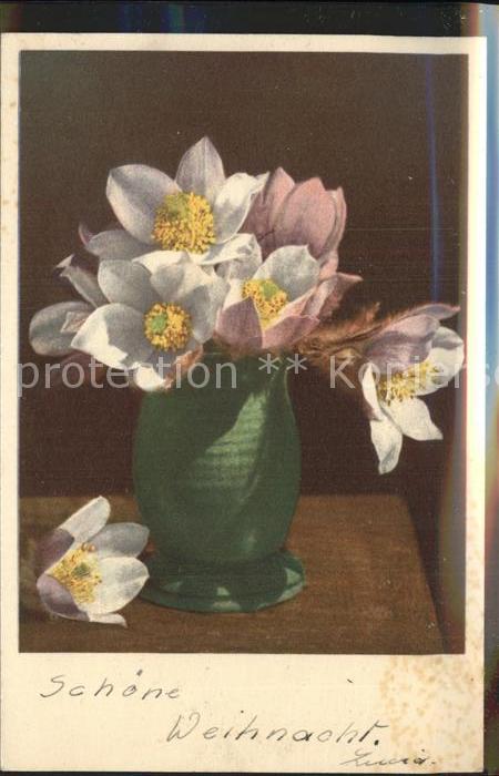 Blumen Pelzanemone