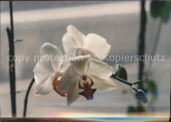 Blumen Orchidee
