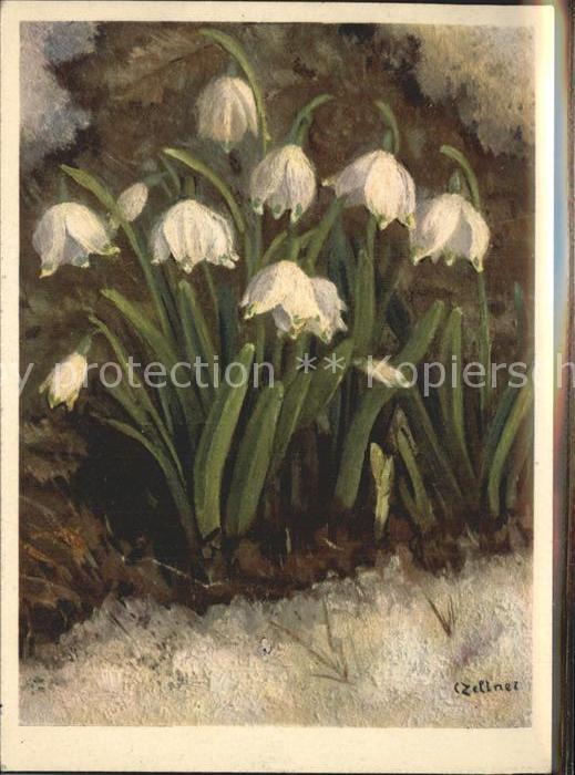 Zeltner C. Frühlings-Knotenblume Nr. 26