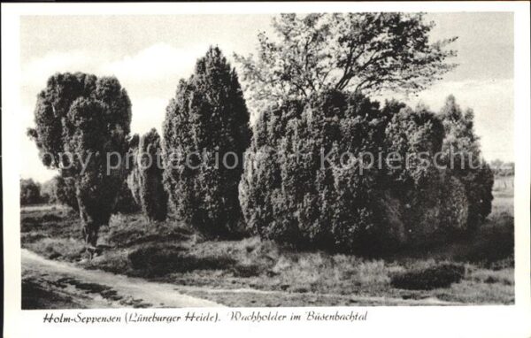 Holm-Seppensen Wachholder im Büsenbachtal Lüneburger H