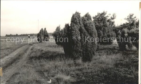 Holm-Seppensen Wachholder Lüneburger Heide