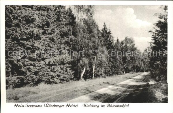 Holm-Seppensen Waldweg im Büsenbachtal Lüneburger Heid