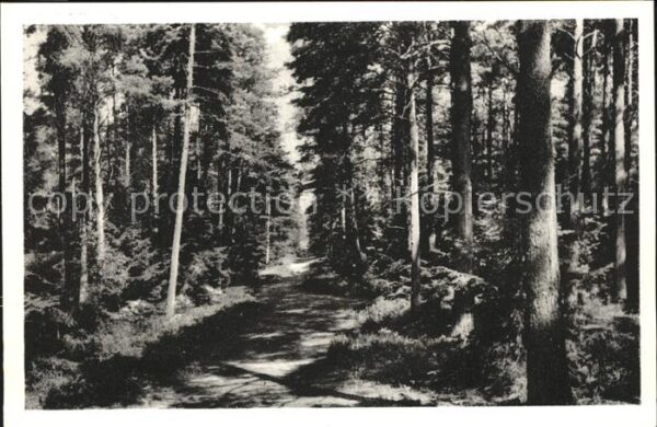 Holm-Seppensen Waldweg im Forst Lohbergen Lüneburger H