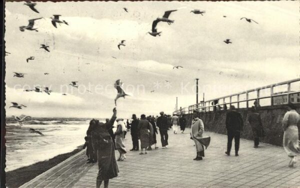 Norderney Nordseebad Uferpromenade Möwen