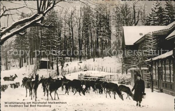 Bad Harzburg Wildfütterung am Harzhotel Molkenhaus