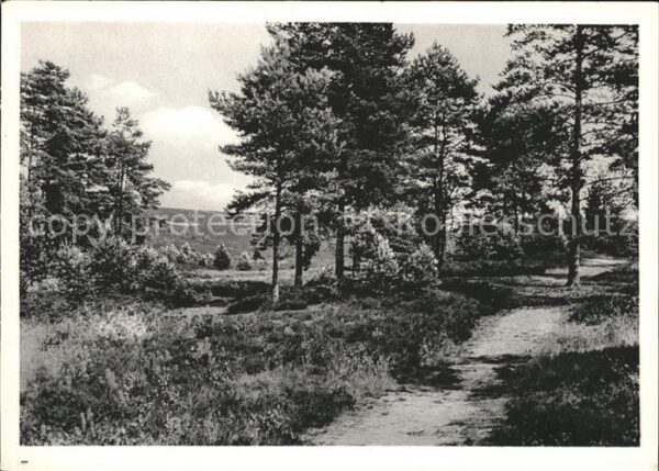 Lueneburger Heide Am Brunsberg