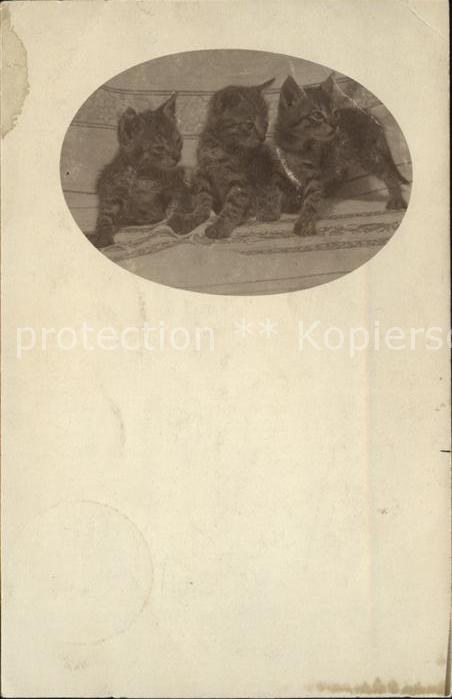 Katzen