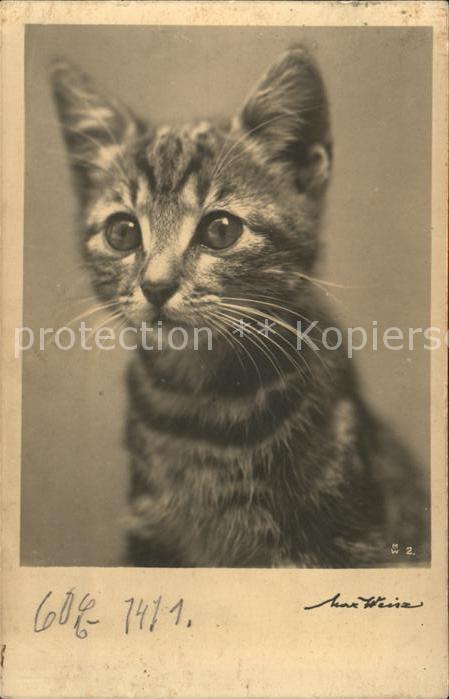 Katzen