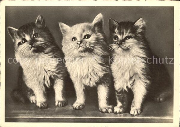 Katzen