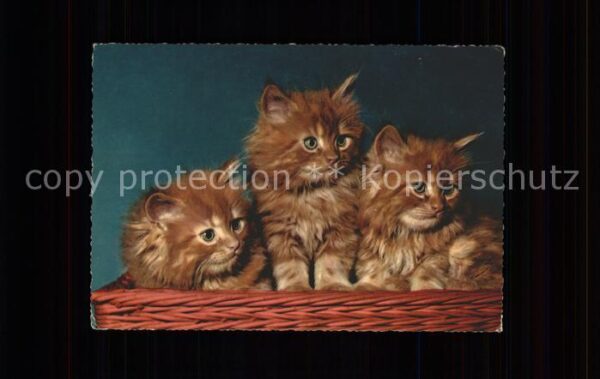 Katzen
