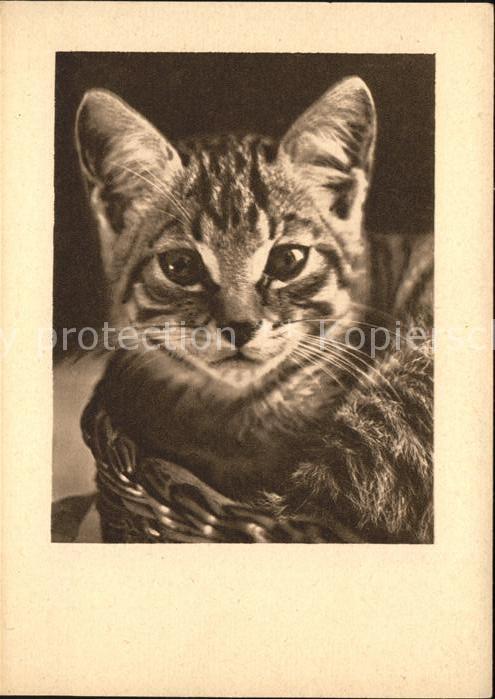 Katzen