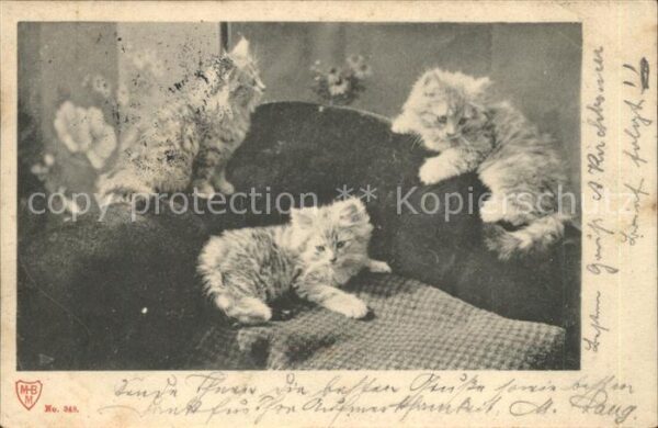 Katzen