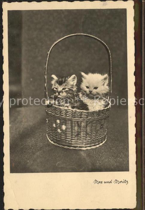 Katzen