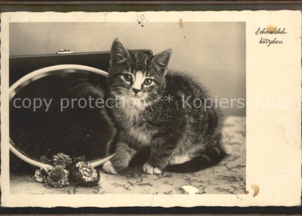 Katzen