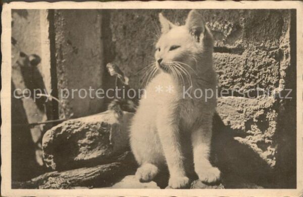Katzen Stempel Prag