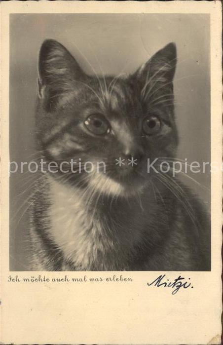 Katzen